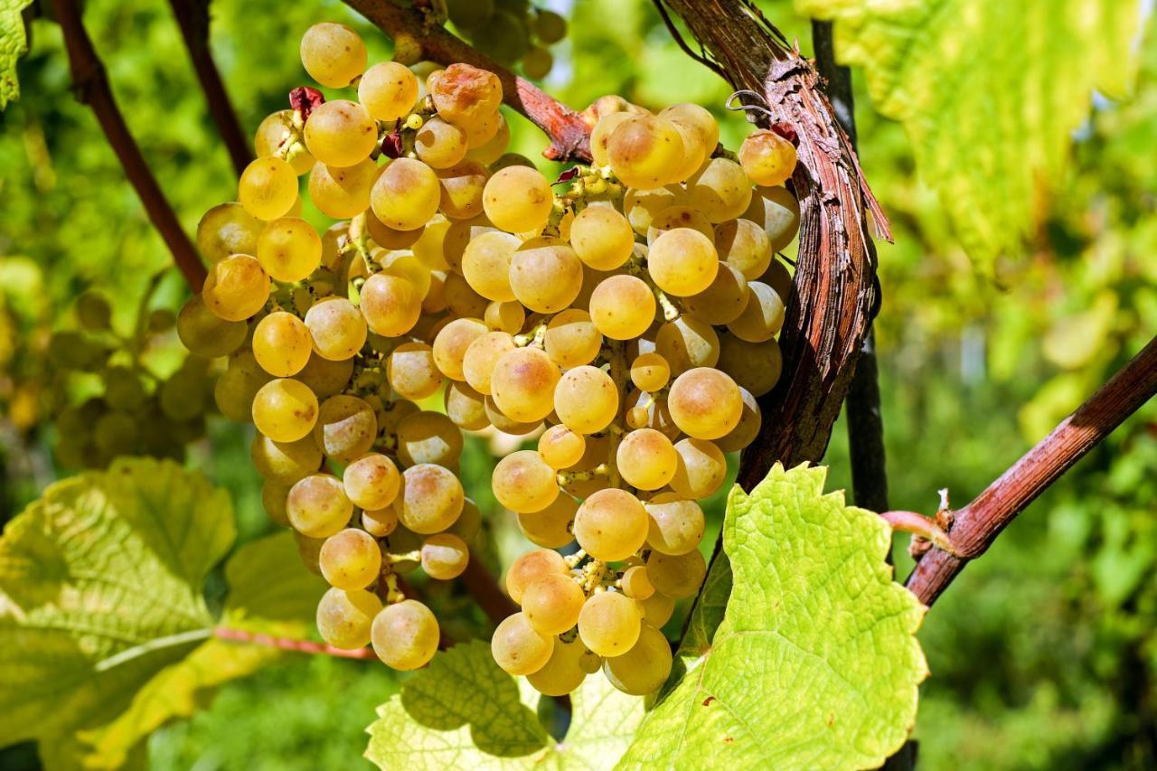 Fewo Zur Goldenen Traube Rüdesheim am Rhein Eksteriør bilde